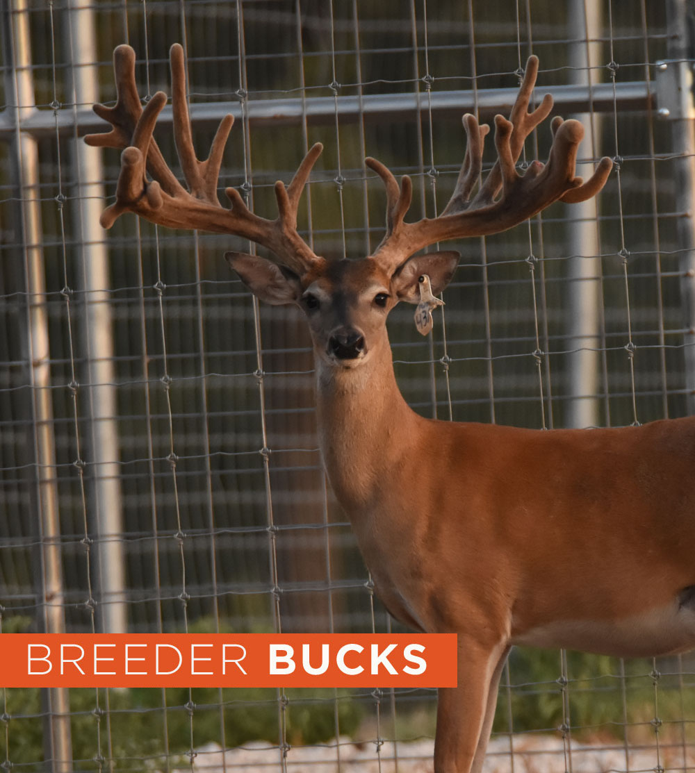 Breeder Bucks
