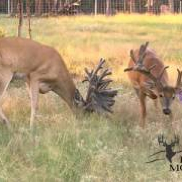 IMR Deer Video